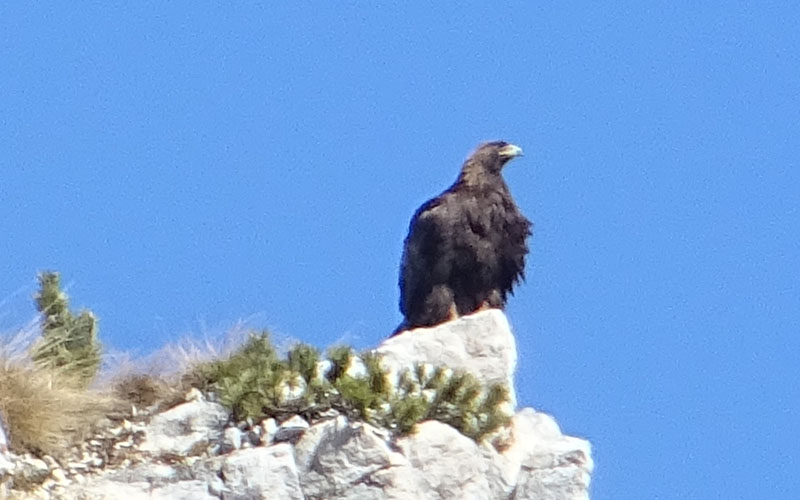 Aquila chrysaetos........posatoio